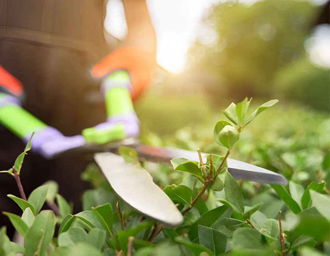 Vert Coop Services Paysagiste Dans Les Alpes Maritimes 06 Plafonds Des Avantages Fiscaux Pour Les Travaux De Jardinage Et Bricolage
